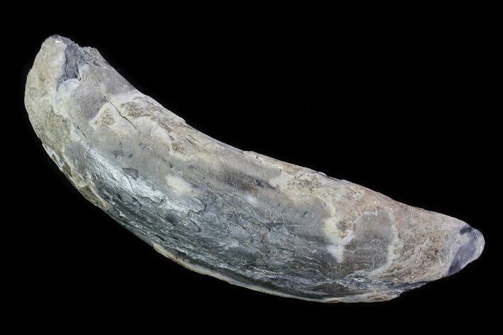 Fossil Pygmy Sperm Whale (Kogiopsis) Tooth #78225